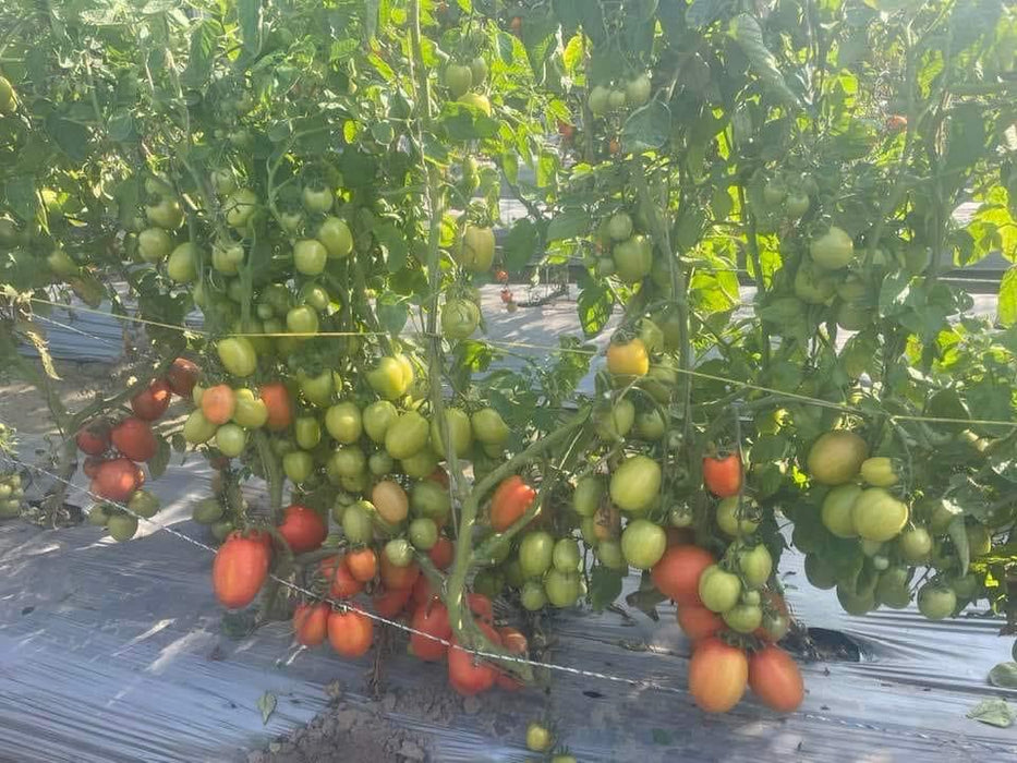 PRECIOUS F1 Hybrid Tomato - Wilt Resistant (Known You Seeds) - Farmers Stop