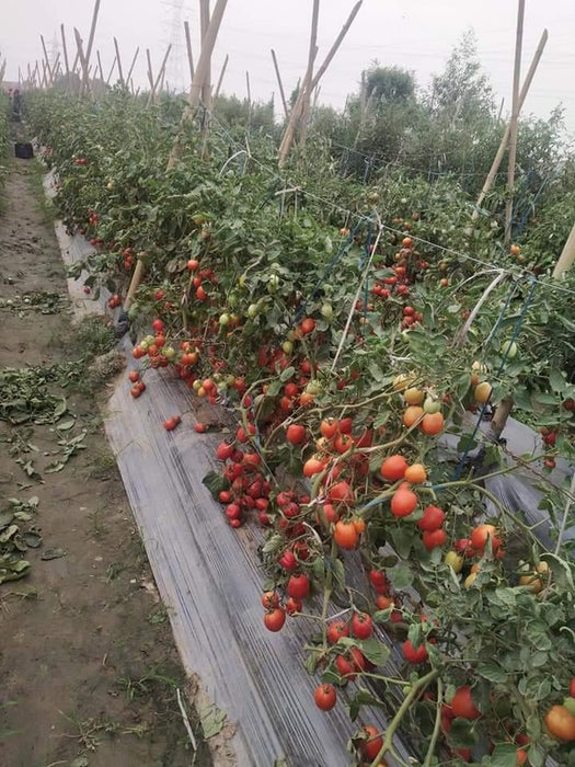 PRECIOUS F1 Hybrid Tomato - Wilt Resistant (Known You Seeds) - Farmers Stop