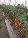 PRECIOUS F1 Hybrid Tomato - Wilt Resistant (Known You Seeds) - Farmers Stop