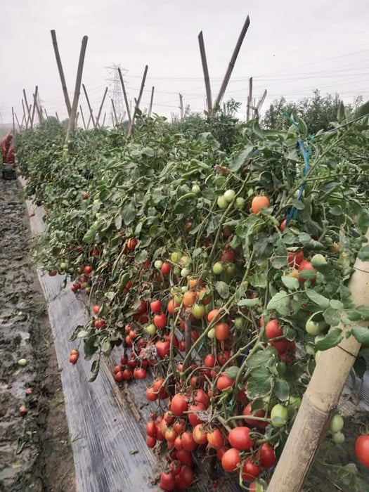 PRECIOUS F1 Hybrid Tomato - Wilt Resistant (Known You Seeds) - Farmers Stop