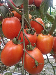 PRECIOUS F1 Hybrid Tomato - Wilt Resistant (Known You Seeds) - Farmers Stop