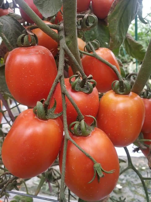 PRECIOUS F1 Hybrid Tomato - Wilt Resistant (Known You Seeds) - Farmers Stop