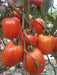 PRECIOUS F1 Hybrid Tomato - Wilt Resistant (Known You Seeds) - Farmers Stop