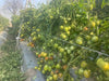 PRECIOUS F1 Hybrid Tomato - Wilt Resistant (Known You Seeds) - Farmers Stop