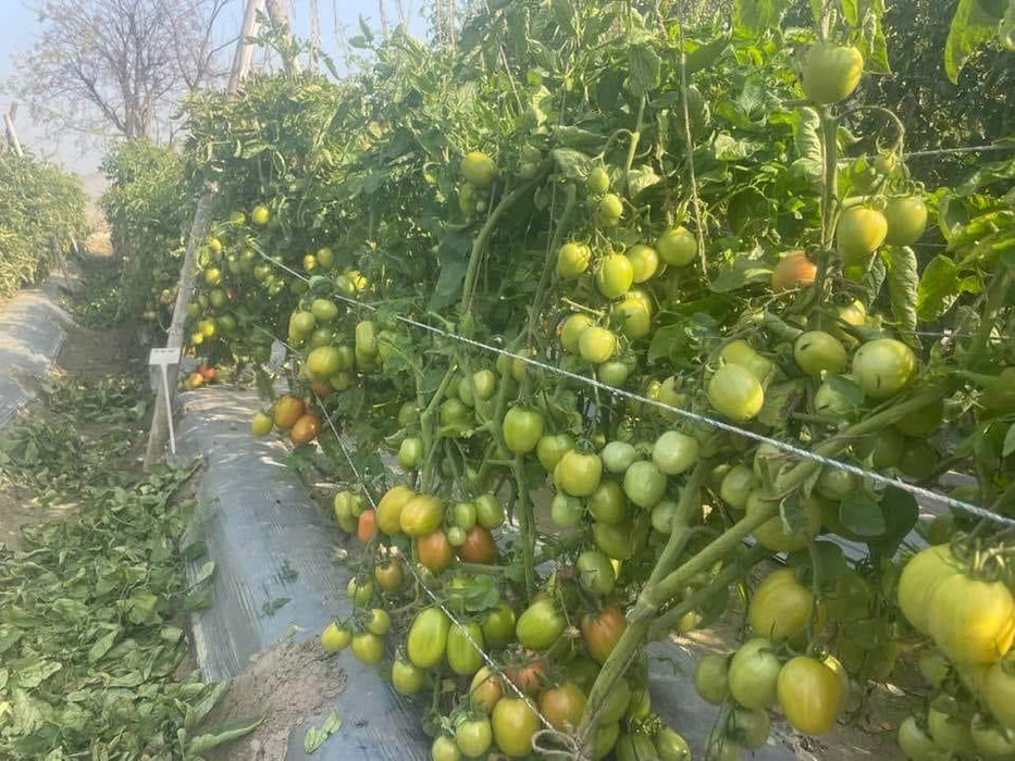 PRECIOUS F1 Hybrid Tomato - Wilt Resistant (Known You Seeds) - Farmers Stop