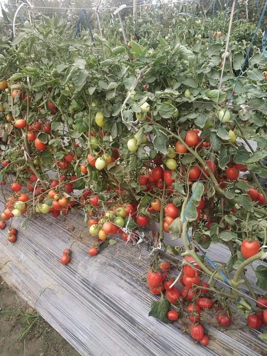 PRECIOUS F1 Hybrid Tomato - Wilt Resistant (Known You Seeds) - Farmers Stop