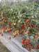 PRECIOUS F1 Hybrid Tomato - Wilt Resistant (Known You Seeds) - Farmers Stop
