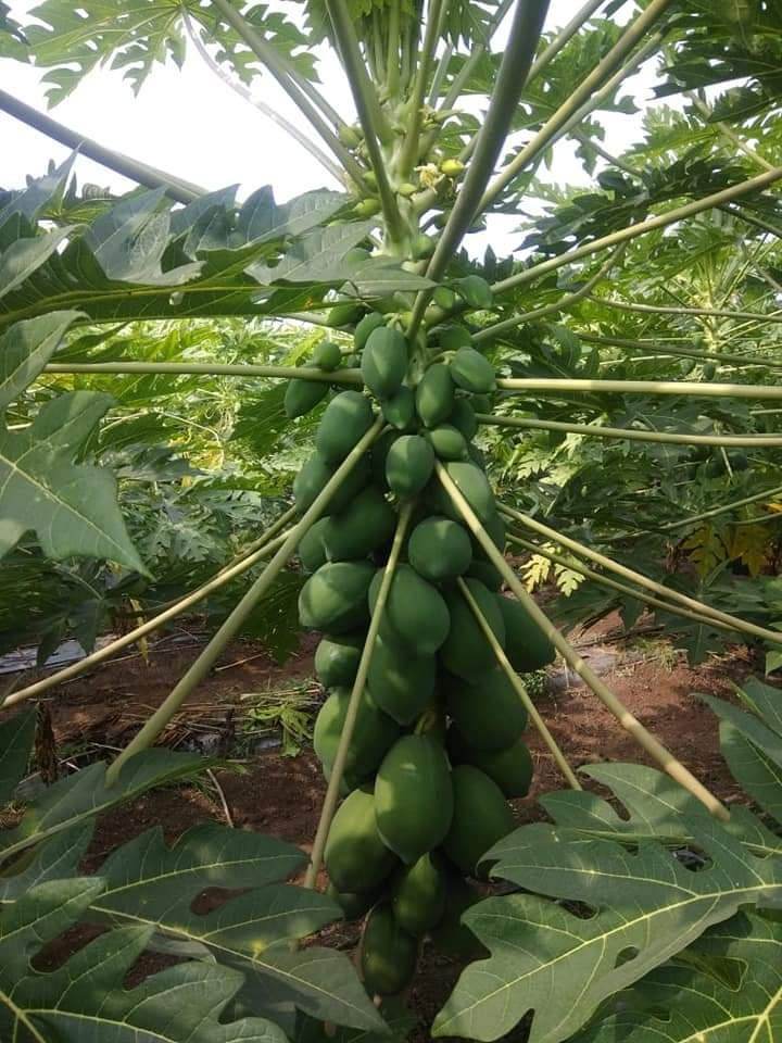 Red Baby Hybrid F1 Papaya (Known You Seeds - Taiwan) - Farmers Stop