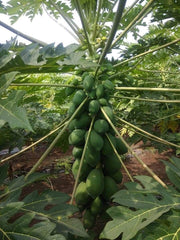 Red Baby Hybrid F1 Papaya (Known You Seeds - Taiwan) - Farmers Stop