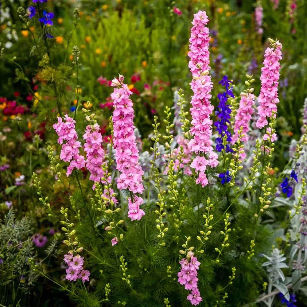 Larkspur - Delphinium Imperial Mix (Garden Festival) - Farmers Stop