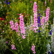 Larkspur - Delphinium Imperial Mix (Garden Festival) - Farmers Stop