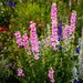 Larkspur - Delphinium Imperial Mix (Garden Festival) - Farmers Stop
