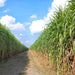 Supernapier Grass (Garden Festival) - Farmers Stop