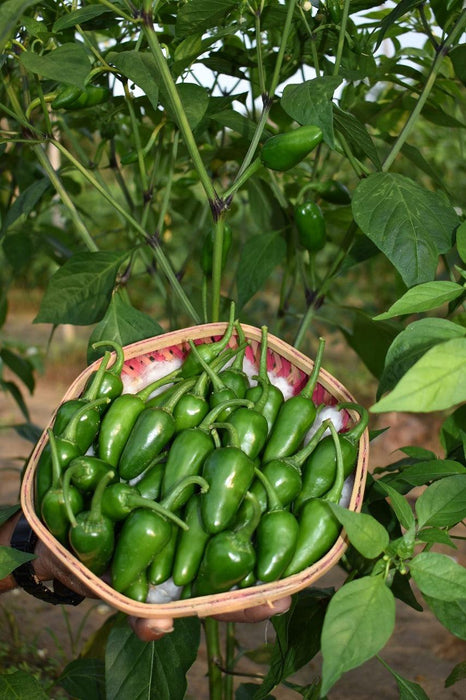 KS 1980 Bullet Type Hybrid F1 Chilli (Konico Seeds) - Farmers Stop