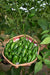 KS 1980 Bullet Type Hybrid F1 Chilli (Konico Seeds) - Farmers Stop