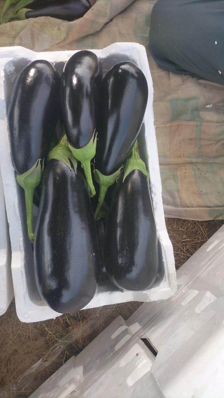 Royal Velvet F1 Hybrid Brinjal (Konico Seeds) - Farmers Stop
