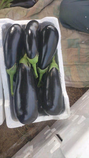 Royal Velvet F1 Hybrid Brinjal (Konico Seeds) - Farmers Stop