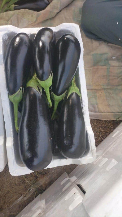Royal Velvet F1 Hybrid Brinjal (Konico Seeds) - Farmers Stop