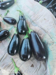 Royal Velvet F1 Hybrid Brinjal (Konico Seeds) - Farmers Stop