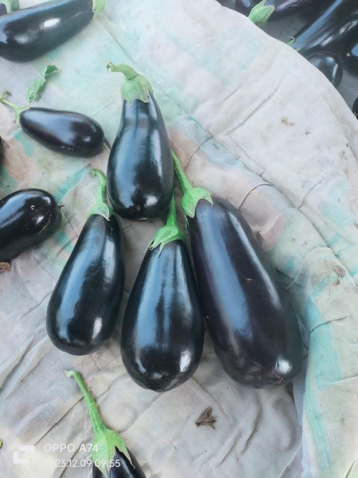 Royal Velvet F1 Hybrid Brinjal (Konico Seeds) - Farmers Stop