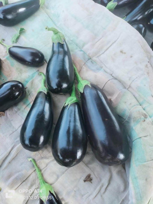 Royal Velvet F1 Hybrid Brinjal (Konico Seeds) - Farmers Stop