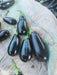 Royal Velvet F1 Hybrid Brinjal (Konico Seeds) - Farmers Stop