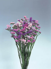 Limonium (Statice) Pastel Shades™ (Takii Seeds) - Farmers Stop