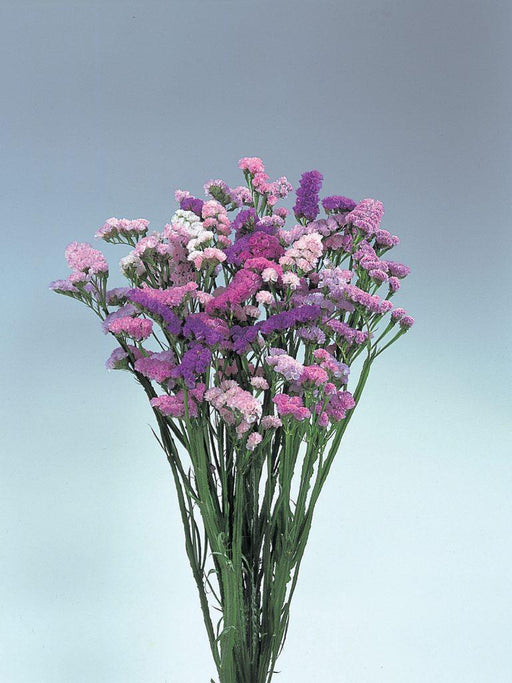 Limonium (Statice) Pastel Shades™ (Takii Seeds) - Farmers Stop