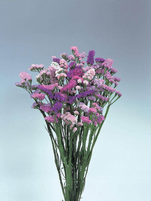 Limonium (Statice) Pastel Shades™ (Takii Seeds) - Farmers Stop