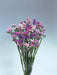 Limonium (Statice) Pastel Shades™ (Takii Seeds) - Farmers Stop