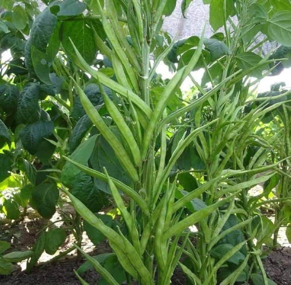 Guar Cluster Beans Quality Seeds (Garden Festival) - Farmers Stop