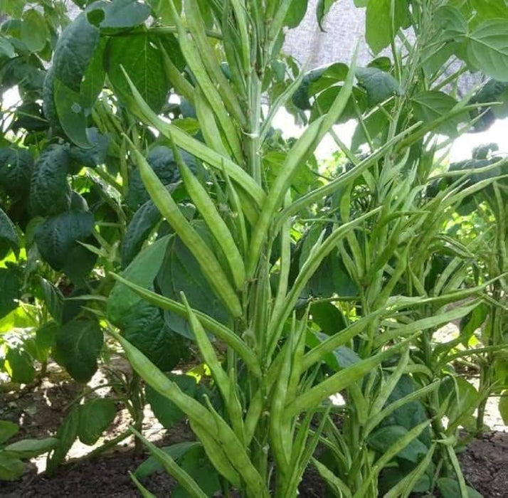 Guar Cluster Beans Quality Seeds (Garden Festival) - Farmers Stop