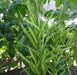 Guar Cluster Beans Quality Seeds (Garden Festival) - Farmers Stop