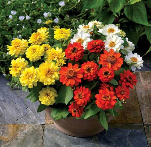 Zinnia Profusion Double F1  Zinnia elegans (AsiaPacific) - Farmers Stop