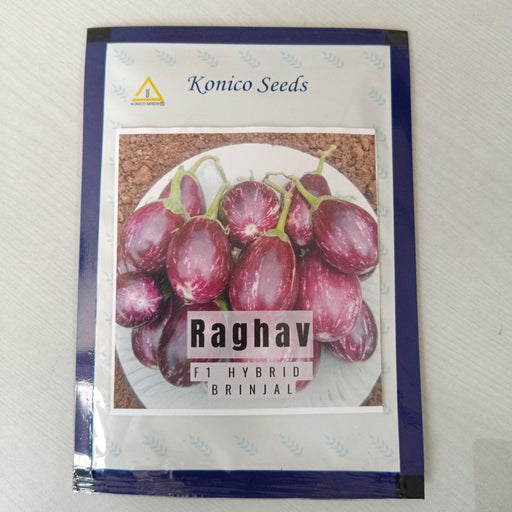 Raghav F1 Hybrid Brinjal (Konico Seeds) - Farmers Stop