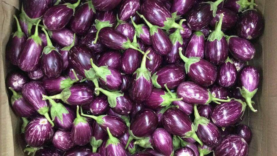 Raghav F1 Hybrid Brinjal (Konico Seeds) - Farmers Stop