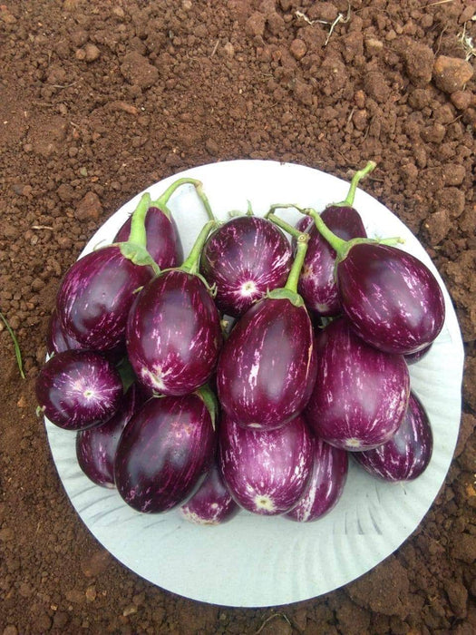 Raghav F1 Hybrid Brinjal (Konico Seeds) - Farmers Stop