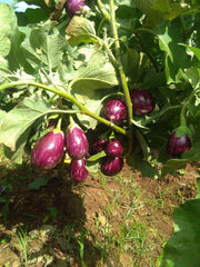 Raghav F1 Hybrid Brinjal (Konico Seeds) - Farmers Stop
