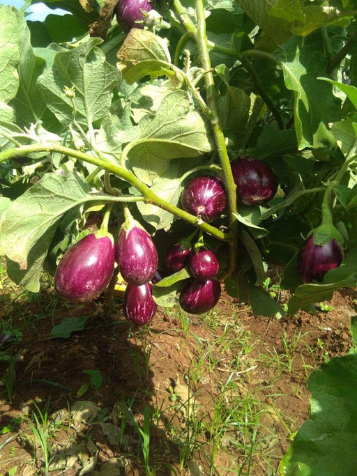 Raghav F1 Hybrid Brinjal (Konico Seeds) - Farmers Stop