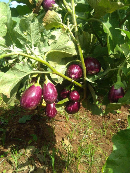 Raghav F1 Hybrid Brinjal (Konico Seeds) - Farmers Stop