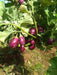Raghav F1 Hybrid Brinjal (Konico Seeds) - Farmers Stop