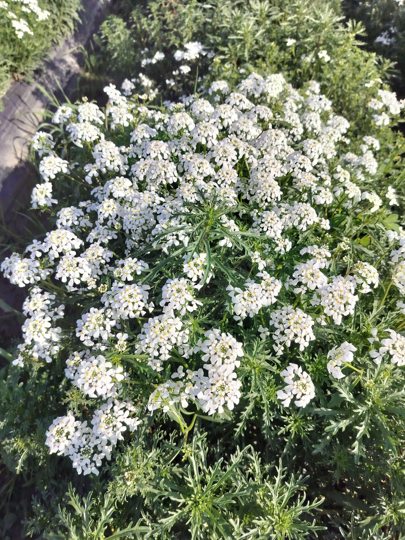 Candituft Iberis Amara (Garden Festival, Coutry of Origin - Netherlands) - Farmers Stop