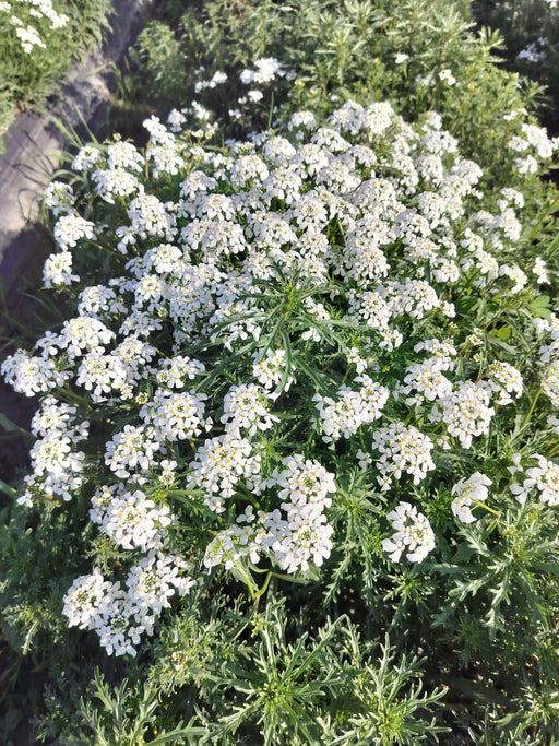 Candituft Iberis Amara (Garden Festival, Coutry of Origin - Netherlands) - Farmers Stop