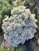 Candituft Iberis Amara (Garden Festival, Coutry of Origin - Netherlands) - Farmers Stop