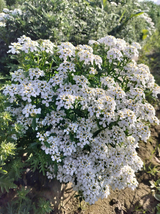 Candituft Iberis Amara (Garden Festival, Coutry of Origin - Netherlands) - Farmers Stop