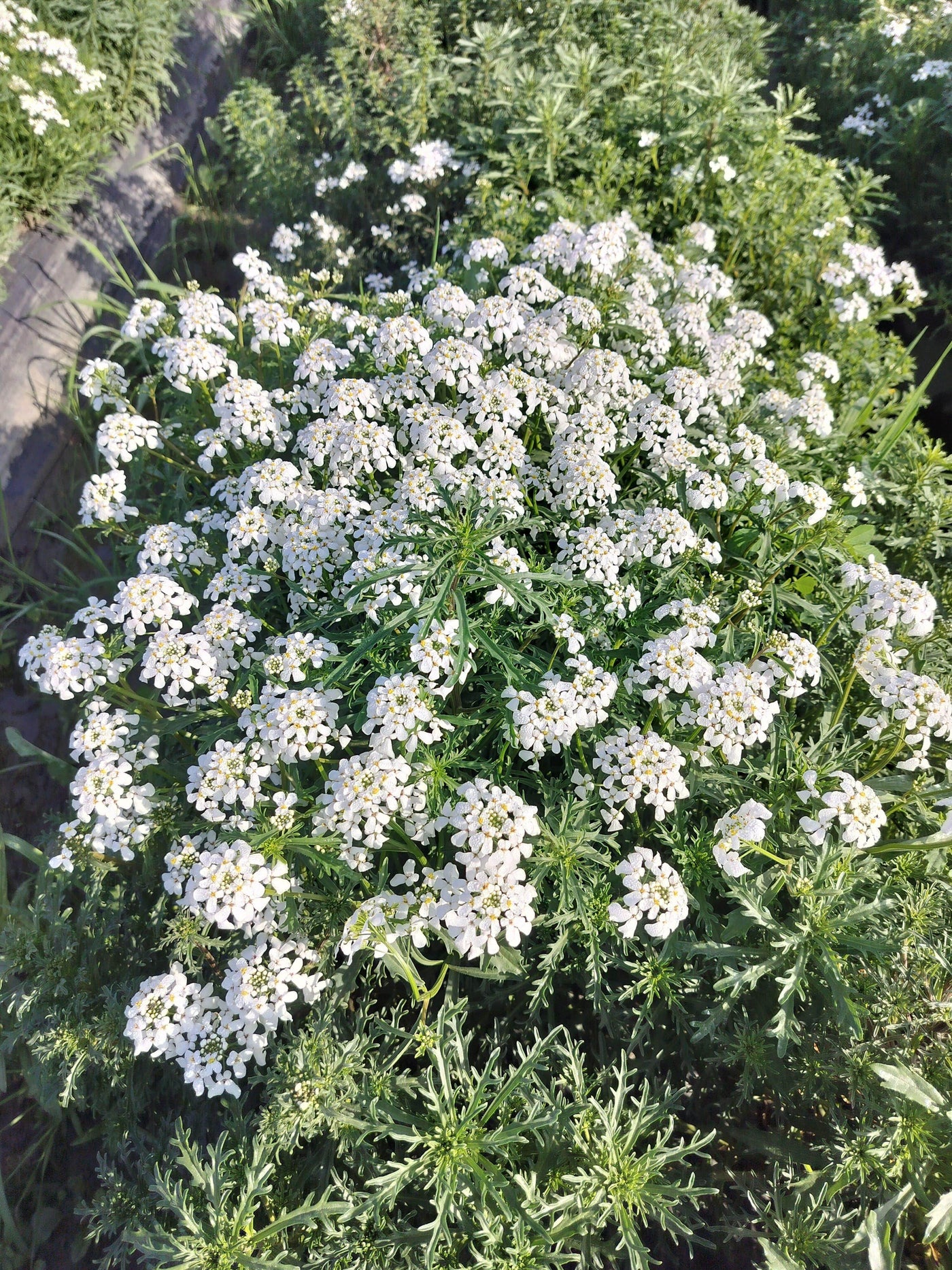 Candituft Iberis Amara (Garden Festival, Coutry of Origin - Netherlands) - Farmers Stop