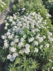 Candituft Iberis Amara (Garden Festival, Coutry of Origin - Netherlands) - Farmers Stop