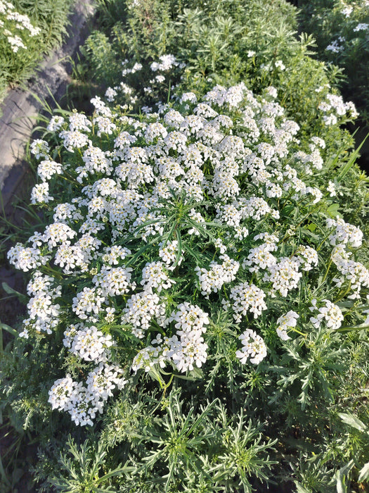 Candituft Iberis Amara (Garden Festival, Coutry of Origin - Netherlands) - Farmers Stop