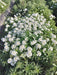 Candituft Iberis Amara (Garden Festival, Coutry of Origin - Netherlands) - Farmers Stop