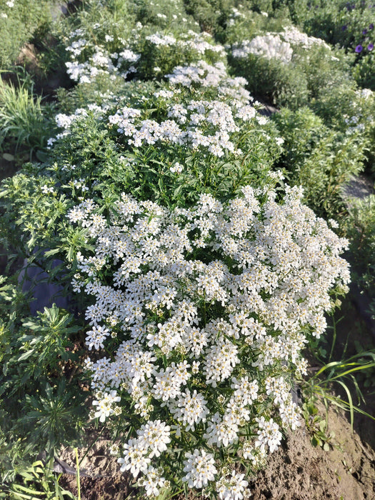 Candituft Iberis Amara (Garden Festival, Coutry of Origin - Netherlands) - Farmers Stop